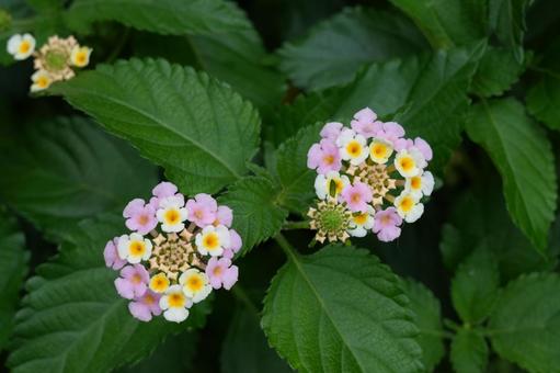 ランタナの花開く ランタナの花開くの写真