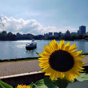 花 花 福岡,夏,風景の写真素材