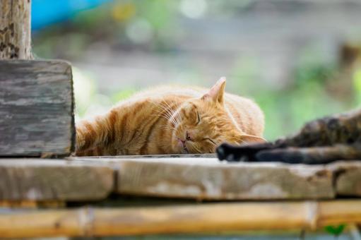 猫(204) 猫(204)の写真