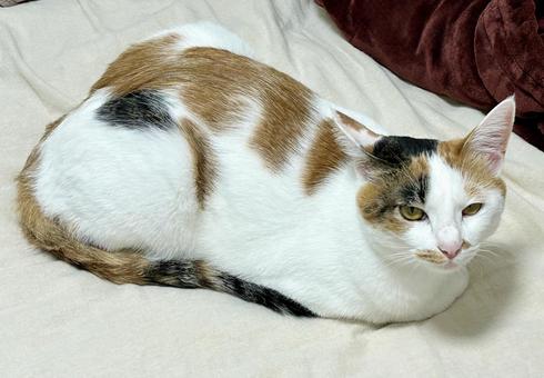 三毛猫 三毛猫 三毛猫,成猫,猫の写真素材