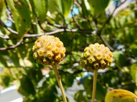 【花の写真】ヤマボウシの実 【花の写真】ヤマボウシの実の写真