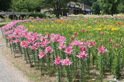 ゆり24 ゆり24の写真