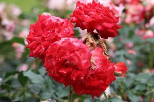 rose, JPG rose, JPG