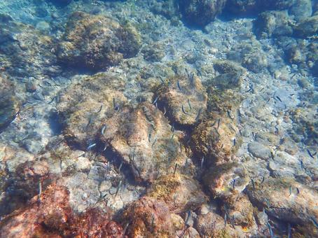 小魚いっぱい 小魚いっぱい 魚,浅瀬,海底の写真素材