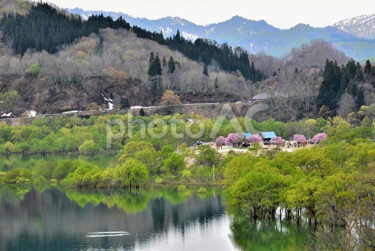 白川湖の水没林 水没林,白川湖,新緑の写真素材