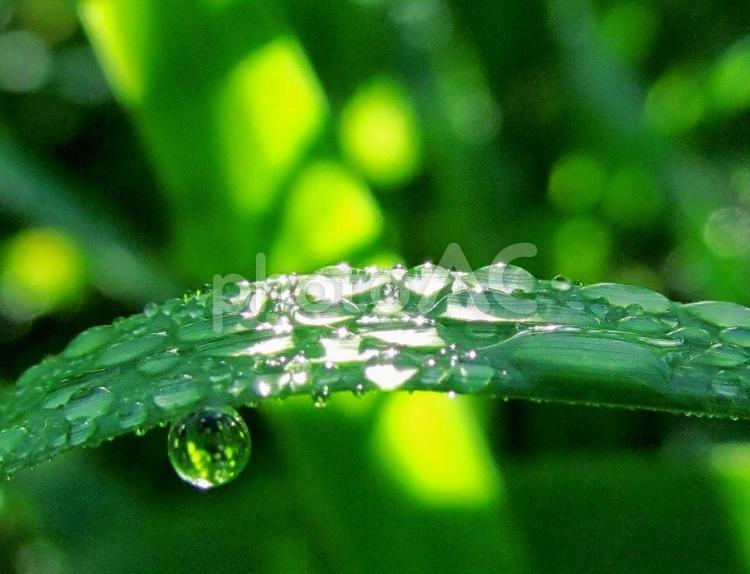 水滴と緑葉と朝の光Water drops 水滴,すいてき,waterの写真素材