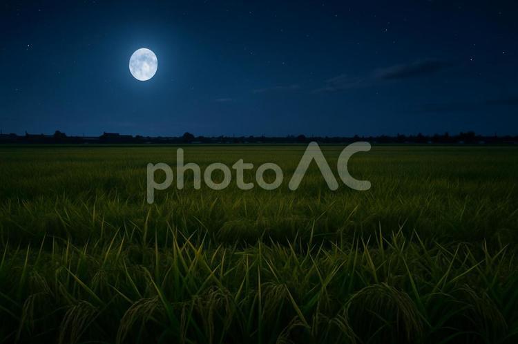月明かりに照らされた夜の田んぼ 田んぼ,稲作,夜景の写真素材