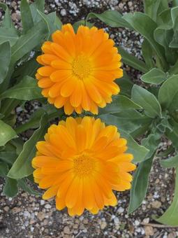 ポットマリーゴールド ポットマリーゴールド,マリーゴールド,キンセンカの写真素材