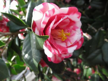 椿の花 椿の花の写真