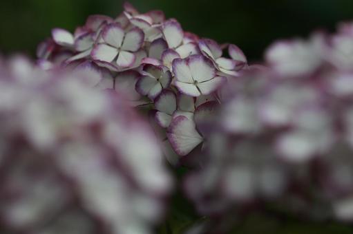 アジサイ アジサイ,花,装飾花の写真素材