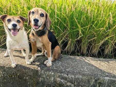 秋のお散歩楽しいね 秋のお散歩楽しいね 犬,ビーグル,ジャックラッセルテリアの写真素材