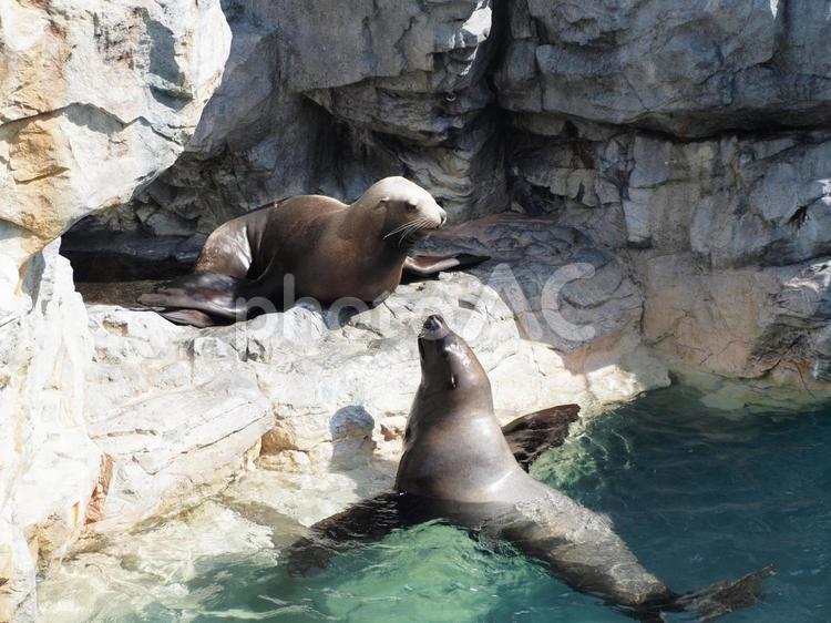 アシカのペア 水族館,アシカ,海の写真素材