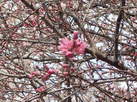 桜ボケ背景-17の写真