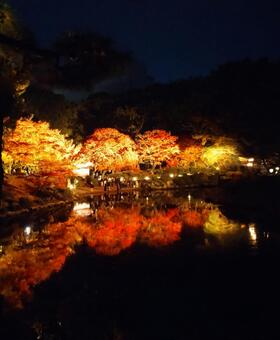 池に反射するライトアップされた紅葉 紅葉,秋,ライトアップの写真素材