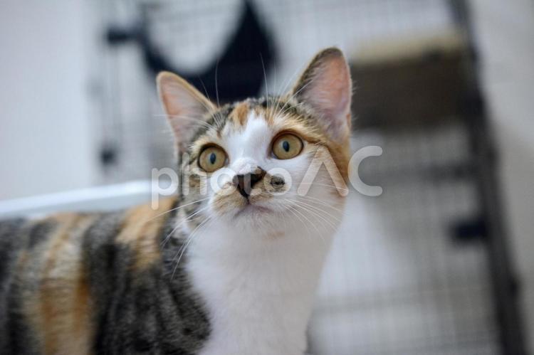 生後5ヶ月の三毛猫の子猫 猫,子猫,ネコの写真素材