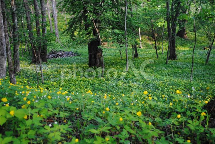 軽井沢扇平のヤマブキソウとニリンソウ群落 長野県,軽井沢,扇平の写真素材