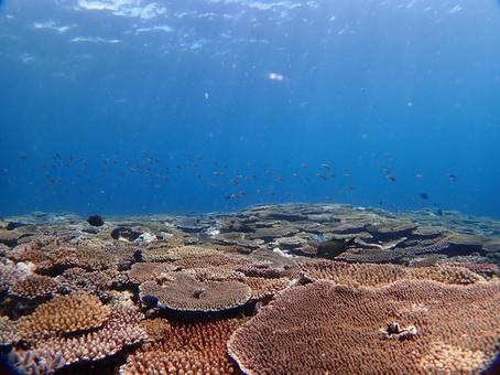 沖縄の海　ダイビング ダイビング,スキューバダイビング,海の写真素材