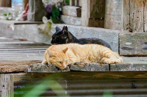 猫(210) 猫(210)の写真