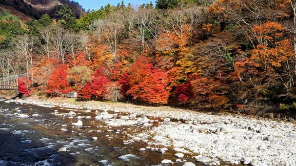 秋の塩原温泉郷・紅の吊橋の楓・那須塩原市 秋の塩原温泉郷・紅の吊橋の楓・那須塩原市 秋,塩原温泉郷,紅葉の写真素材