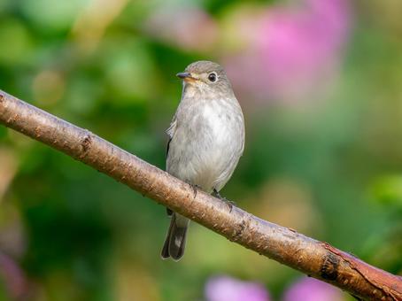 枝にとまるコサメビタキ 枝にとまるコサメビタキ コサメビタキ,野鳥,鳥の写真素材