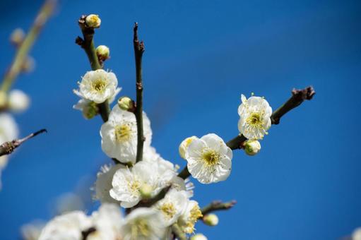 Photo, white plum, flower, early spring, 