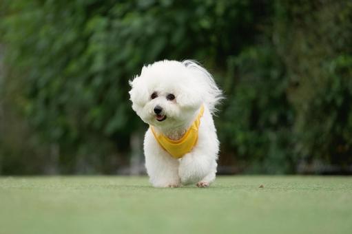 ビションフリーゼの幼犬 犬,ビションフリーゼ,可愛い犬の写真素材