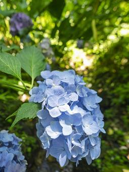 満開の青いアジサイ 満開の青いアジサイ 満開,青,紫陽花の写真素材
