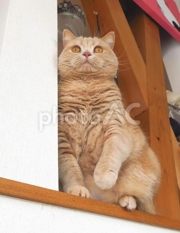 うちのネコさま　何かを見つけた ネコ,猫,昼寝の写真素材