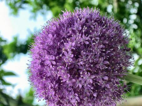 紫の丸い花～アリウム-5 アリウム,ネギ坊主,紫の写真素材