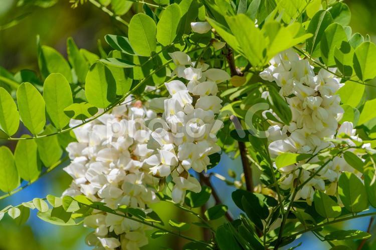 新緑の中に咲くニセアカシアの白い花房 ニセアカシア,白,花の写真素材