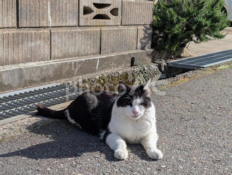 スフィンクス座りをしている猫 猫,ネコ,ねこの写真素材