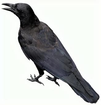 カラス(切り抜きpsd)01 カラス(切り抜きpsd)01 カラス,鳥,野鳥の写真素材