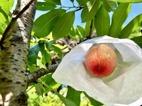 収穫時期を迎えた桃 収穫時期を迎えた桃 もも,モモ,果実の写真素材