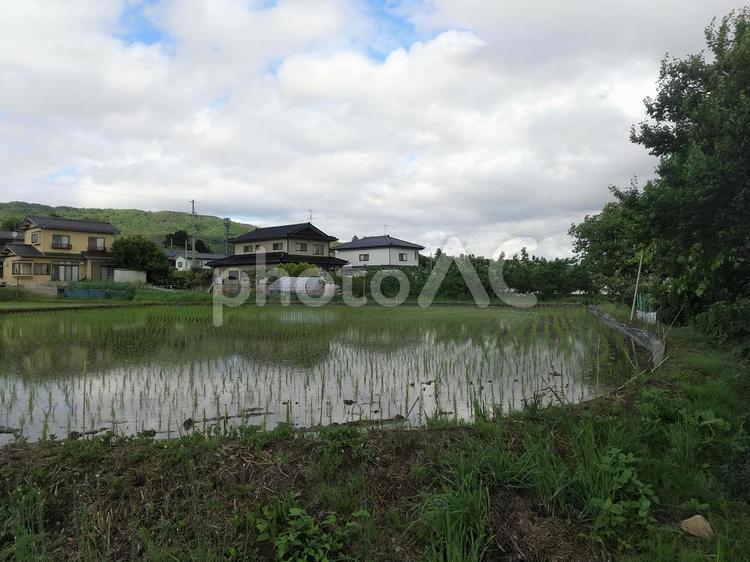 福島市　飯坂町　湯野　水田と近郊住宅 福島市,飯坂町,湯野の写真素材
