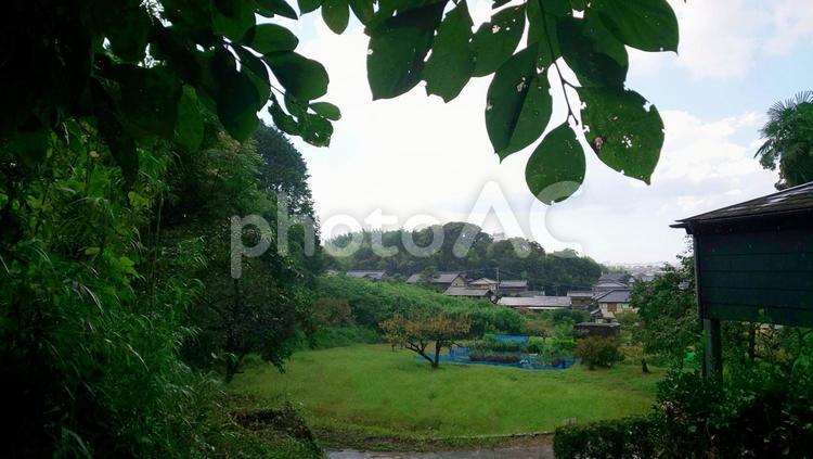 木の枝と地方の風景 木,葉,枝の写真素材