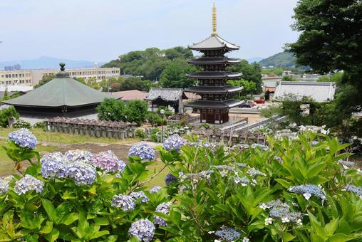 ６月中旬の法然寺の五重塔とアジサイの花 五重塔,伽藍,アジサイの写真素材