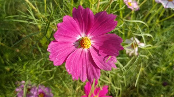 早朝のコスモスの花 早朝のコスモスの花 コスモス,朝,群生の写真素材