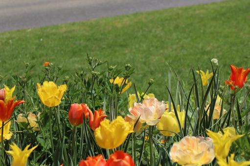 Colorful tulips in full bloom, JPG Colorful tulips in full bloom, JPG