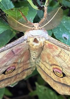 ヤママユガの触角 ヤママユガの触角 蛾,ヤママユ,秋の写真素材