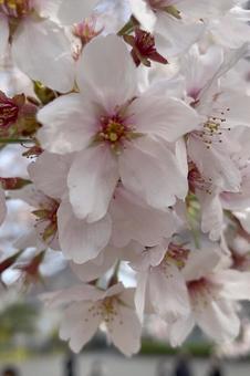 桜満開 桜満開の写真