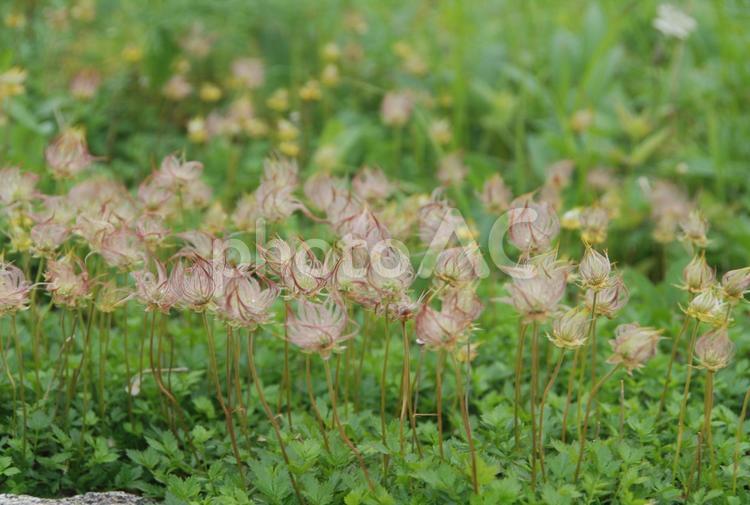 高山植物　チングルマ（実）　中央アルプス駒ヶ岳 駒ヶ岳,高山植物,お花畑の写真素材