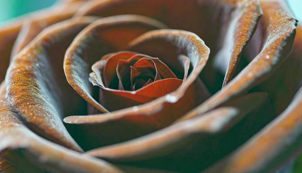 一輪の薔薇の花 一輪の薔薇の花の写真