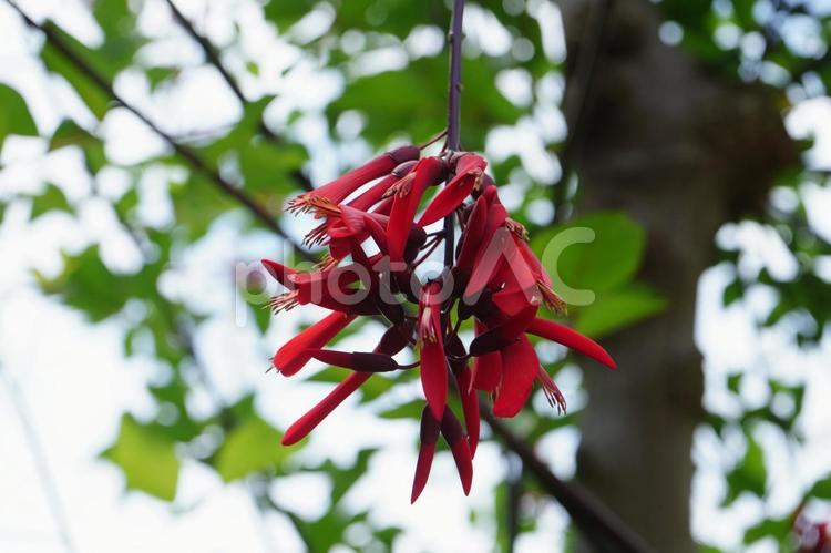 デイゴの花、沖縄の代表的な花木 自然,フォトジェニック,木漏れ日の写真素材