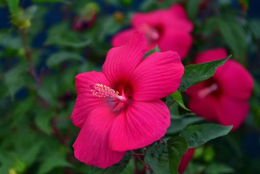 芙蓉の花 芙蓉の花 芙蓉,花,花壇の写真素材