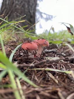 寄り添う赤いきのこ 寄り添う赤いきのこの写真