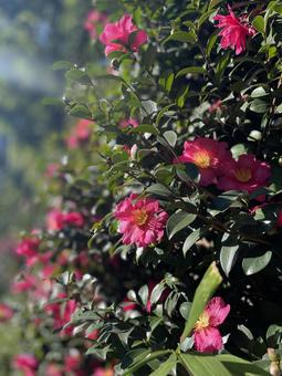 冬 花 冬 花の写真