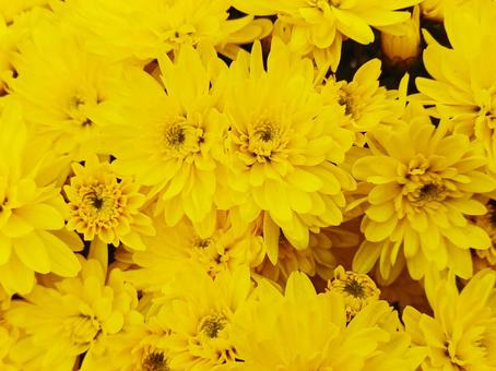 小菊　黄色の写真