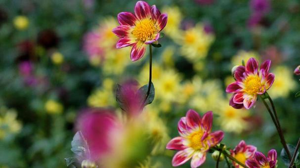 秋のダリア園-855 ダリア,赤紫色,黄色の写真素材