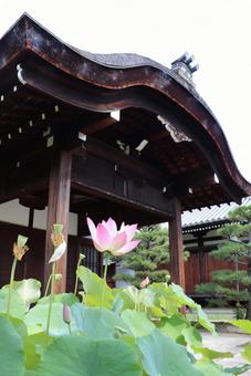 法金剛院 蓮の花と玄関 法金剛院 蓮の花と玄関 法金剛院,蓮の花,玄関の写真素材