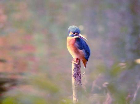 水面を見るカワセミ2の写真